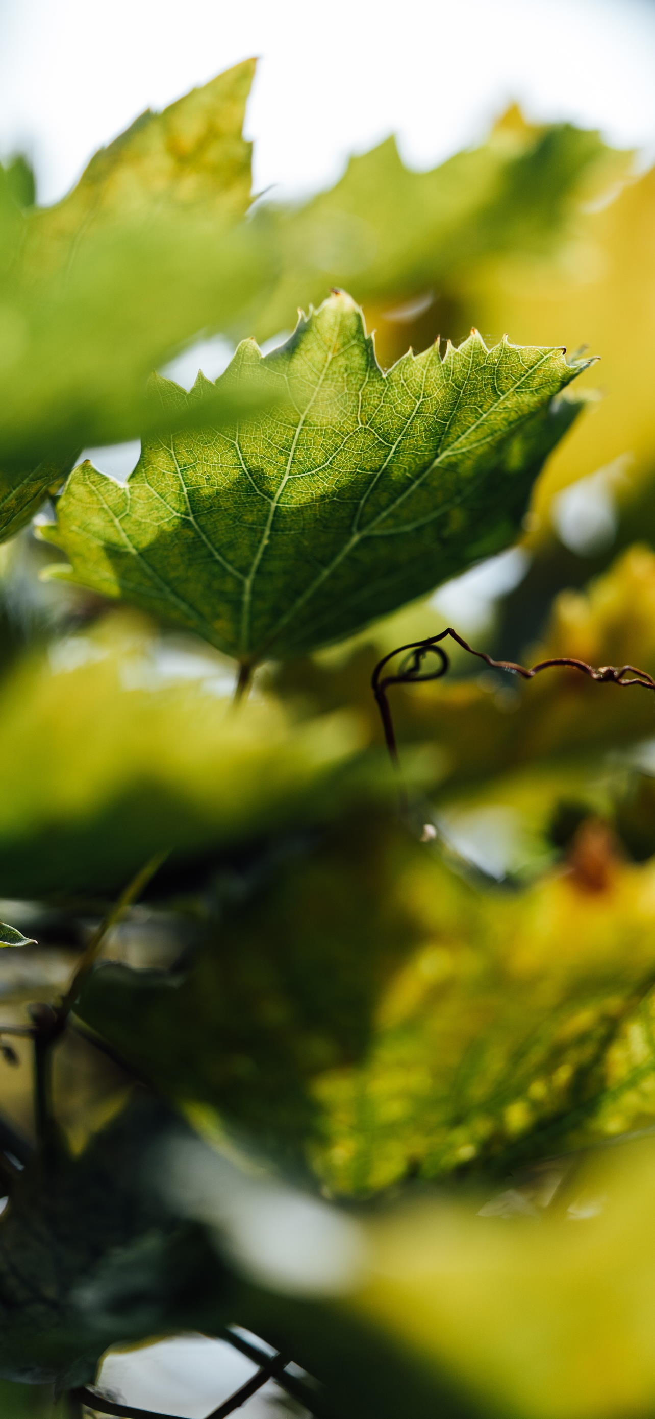 Leaf Two iPhone Wallpaper