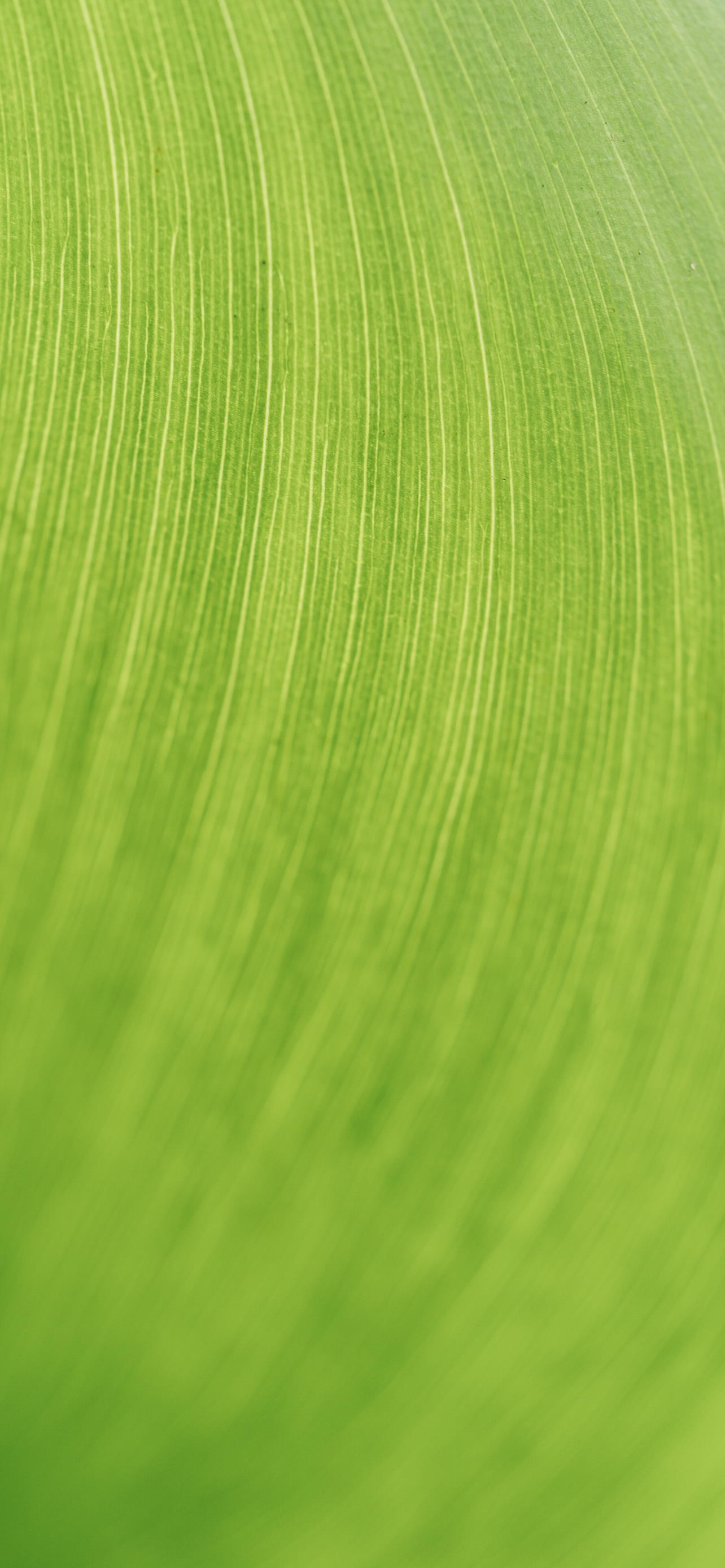 Leaf Zoom iPhone Wallpaper