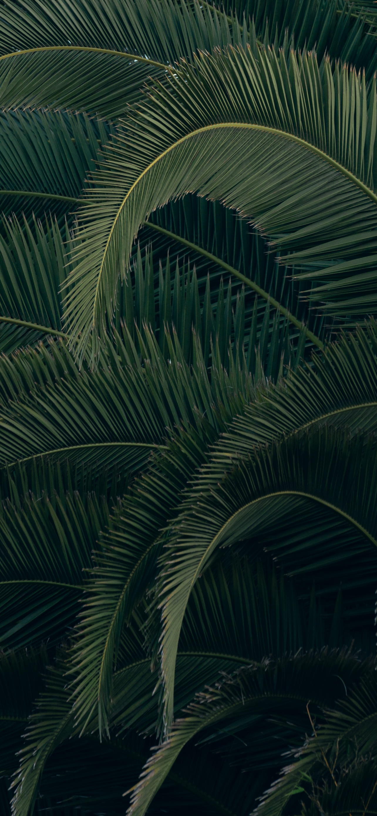 Palm Tree Leaves