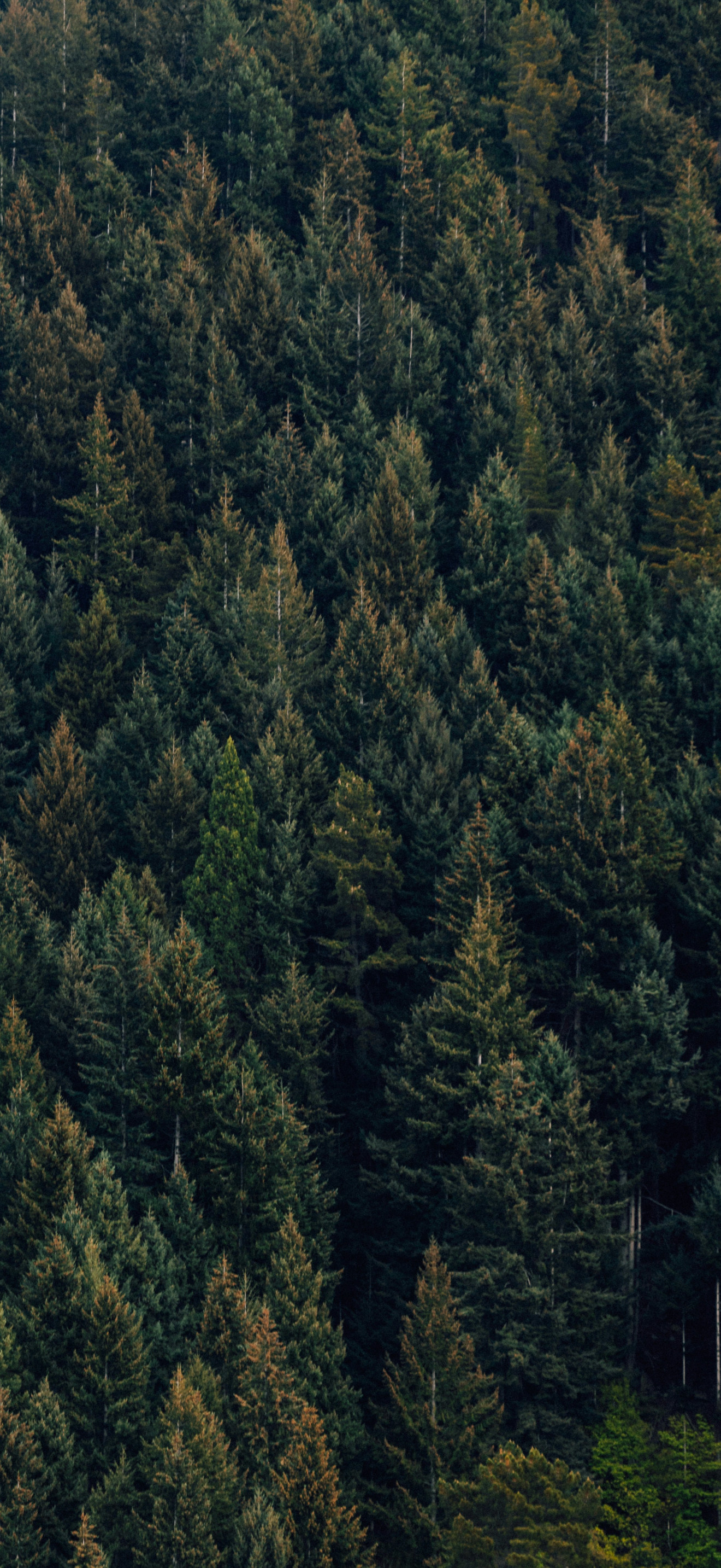 Evergreen Forest iPhone Wallpaper