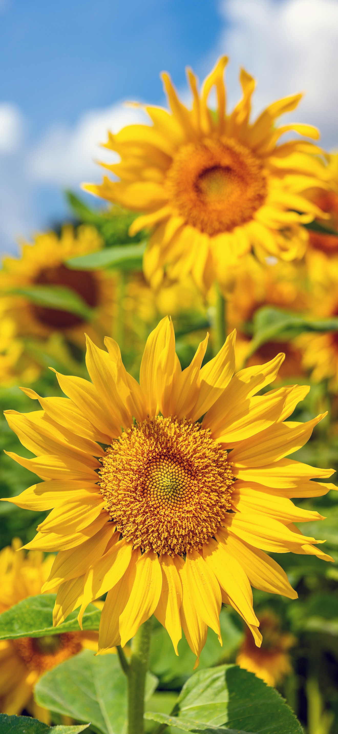 Sunflower iPhone Wallpaper