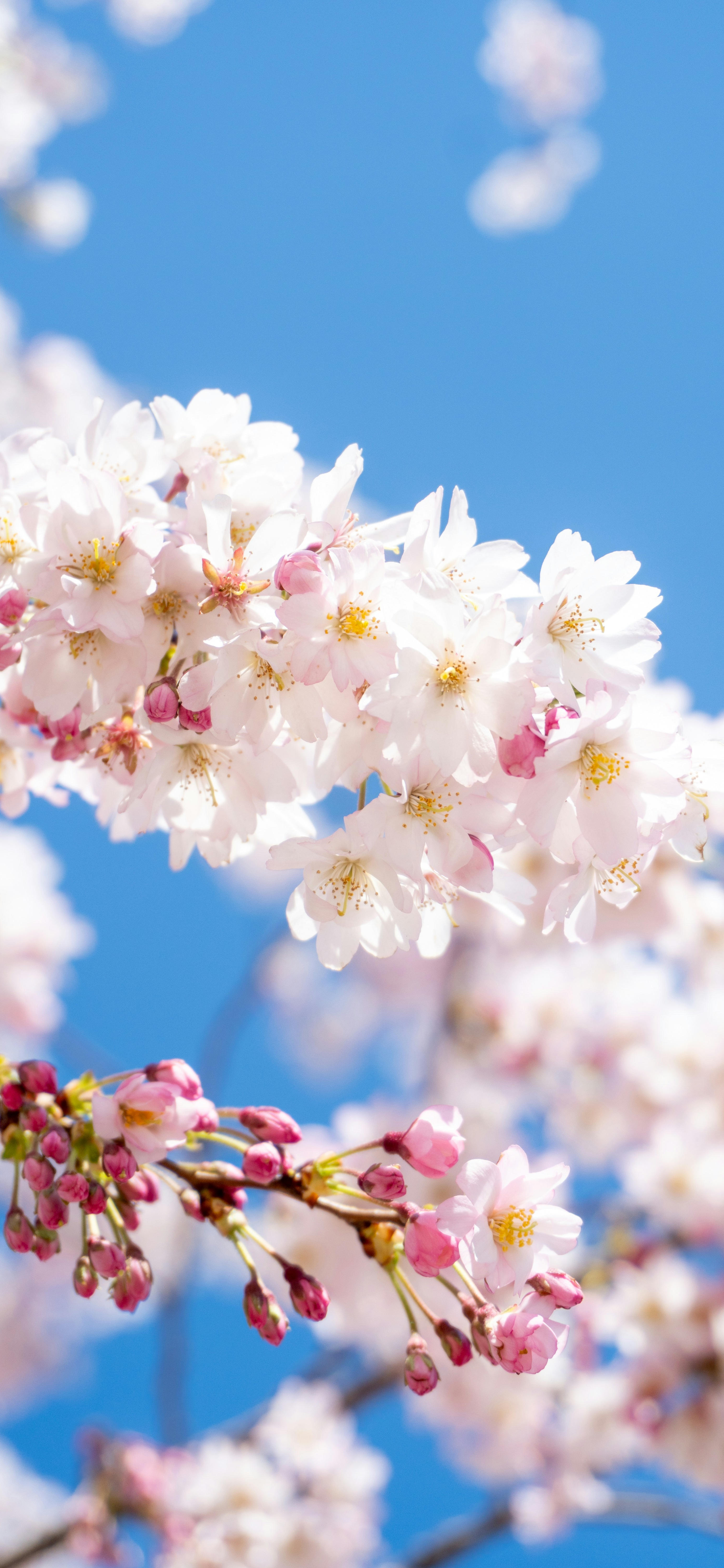 White and Pink Cherry Blossoms iPhone Wallpaper